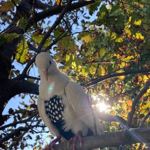 Meet your Posher, Alice